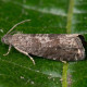Trap «Plum moth»