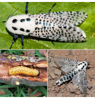 Trap «Leopard moth»