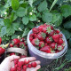 Strawberry seeds «Baron Solemacher»
