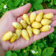 Семена земляники «Жёлтое чудо»