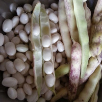 Bean seeds «Bombochka»