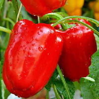Насіння перцю солодкого «Каліфорнійське диво»