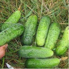 Cucumber seeds «Finger»