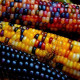 Corn seeds «Montana»