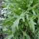 Salad arugula seeds «Sicily» inlaid