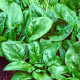Spinach seeds «Matador» inlaid