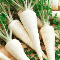 Семена петрушки «Сахарная» инкрустированные