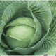 Cabbage seeds «Dithmarscher Frewer» coated