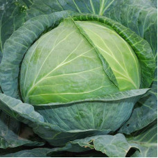 Cabbage seeds «Kharkiv winter» coated