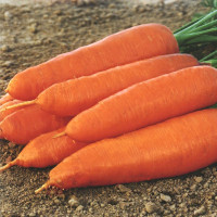 Семена моркови «Корина» дражированные на водорастворимой ленте