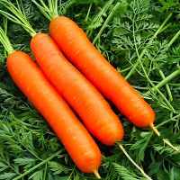 Семена моркови «Ступицкая» дражированные на водорастворимой ленте