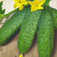 Насіння огірка «Славко» F1