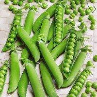 Насіння гороху «Ланковий»