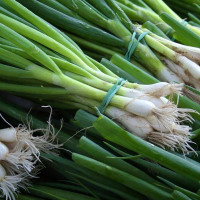 Onion seeds «Spring»
