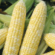 Семена кукурузы суперсладкой «Рамондия» F1