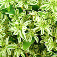 Spurge seeds «Snow peak»