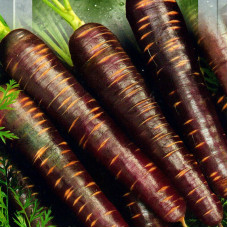 Семена моркови «Пурпурний космос»