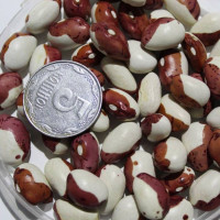 Bean seeds «Little Red Riding Hood»