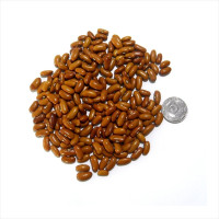 Bean seeds «Gift»