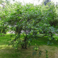 Common hoptree seeds