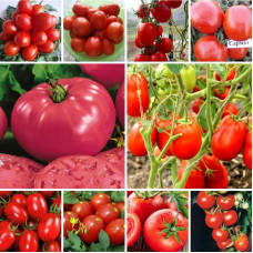 Набор семян «Супер Огородный Помидор» №2 - 19 пакетиков