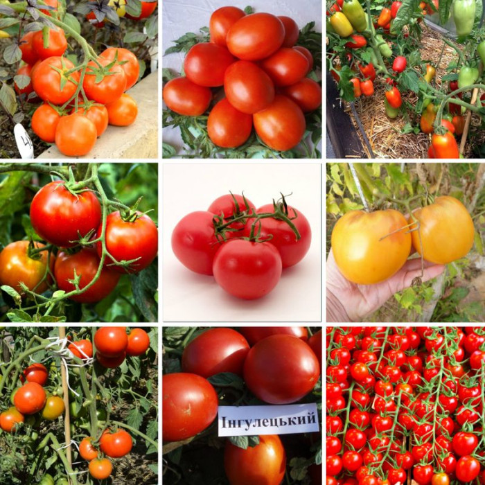 Набор семян «Низкорослые томаты» - 9 пакетиков