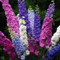 Насіння дельфінію «Мікс»