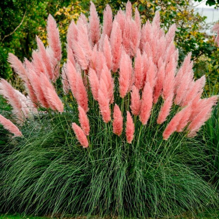 Pampas grass seeds «Pink»