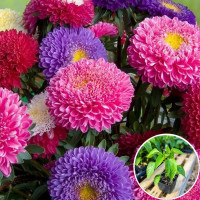 Насіння айстри «Баронеса суміш»