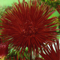 Aster seeds «Chocolate»