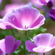 Eschscholzia seeds «Purple Gleam»