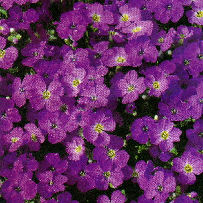 Aubrieta seeds «Purple»