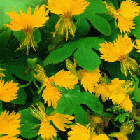 Насіння красолі «Іноземна»