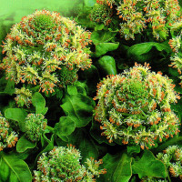 Семена резеды душистой