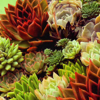Sempervivum seeds «Hippie chicks»