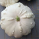 Pattypan squash seeds «Early White Bush»