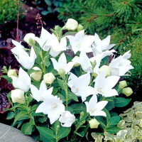 Platycodon grandiflora seeds «White»