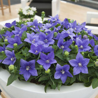 Platycodon grandiflora seeds «Blue»