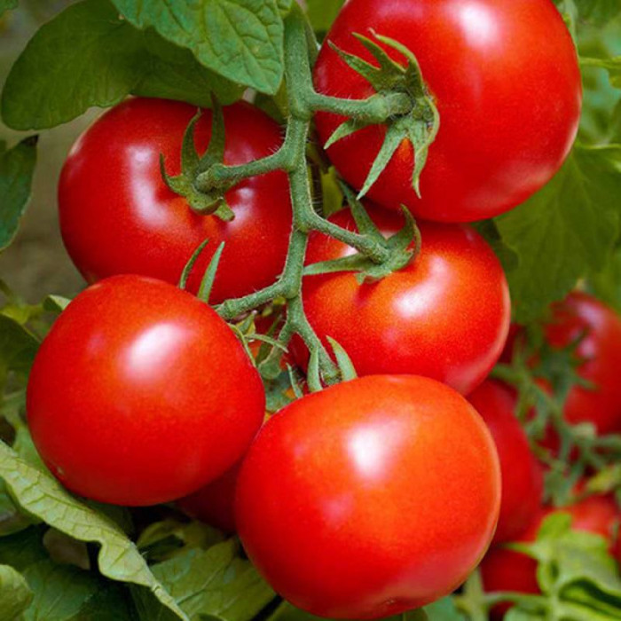 Насіння томату «Цифомандра»