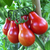 Tomato seeds «Red pear» 