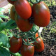 Tomato seeds «De-Barao black» 