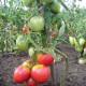 Tomato seeds «The Tsar Bell» 