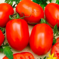 Tomato seeds «Spark» 