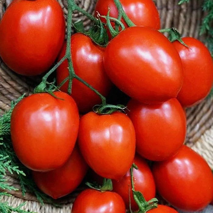 Tomato seeds «New from Transnistria» 