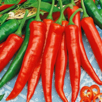 Насіння перцю гострого «Полум'я»