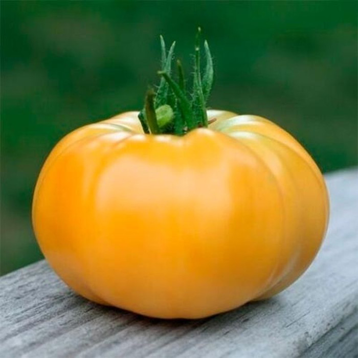 Насіння томату «Мікадо жовтий»