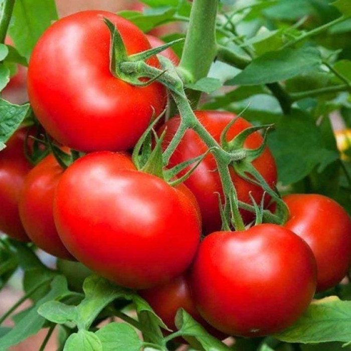 Tomato seeds «Betalux» 