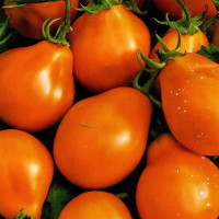 Семена томата «Груша оранжевая»