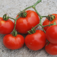 Семена томата «Яблонька»