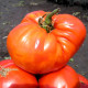 Насіння томату «Цукровий гігант»